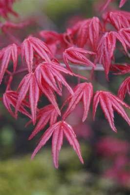Acer palmatum 'Deshojo', 80-100 kluit, Japanse esdoorn
