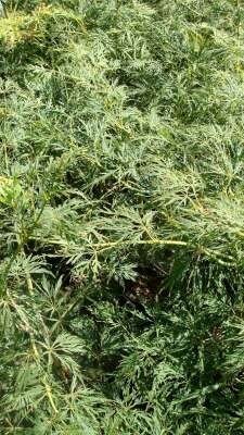 Acer palmatum 'Dissectum' 40-50 Pot, Japanse esdoorn