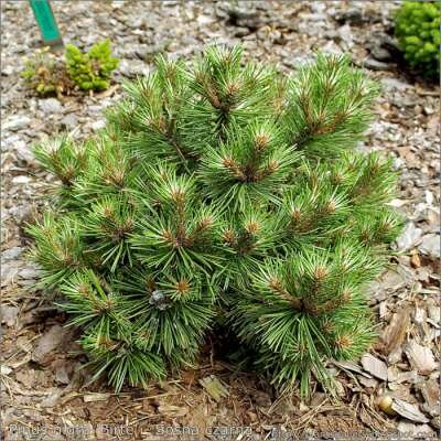 Pinus dens. 'Benelux', 20-30 5L