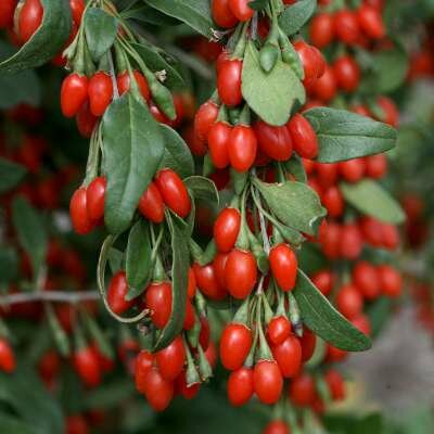 Lycium barbarum, 40-50 pot, Gojibes