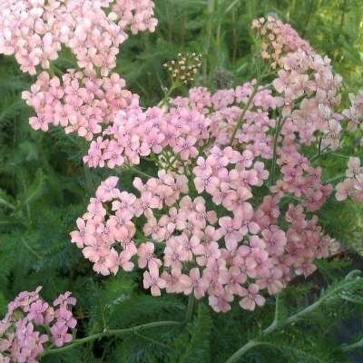 Achillea millefolium 'Apfelblute' &reg; , Duizendblad (=Apple Blossom)