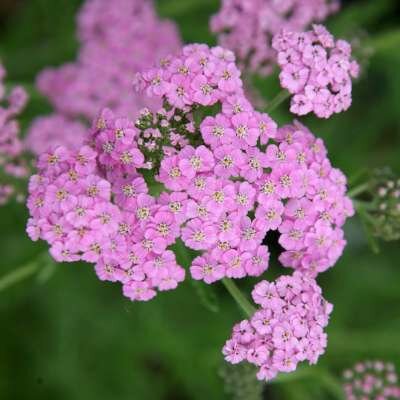 Achillea millefolium 'Lilac Beauty' &reg; , Duizendblad