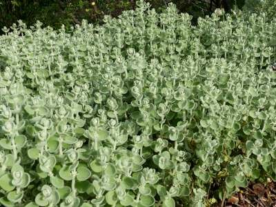 Ballota pseudodictamnus, valse vuurwerkplant