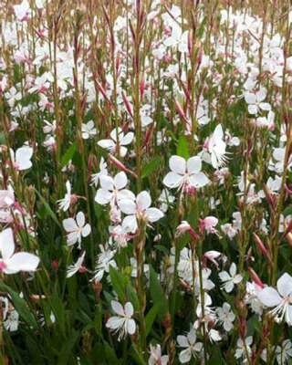 Gaura lindheimeri 'Snowstorm', Prachtkaars