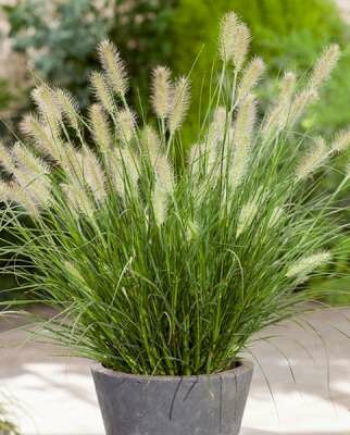 Pennisetum alopecuroides 'Little Honey', Lampenpoetsergras