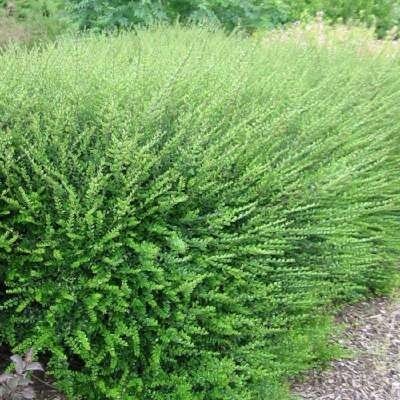 Lonicera nitida 'Elegant', 20-30 cm 1L Kamperfoelie