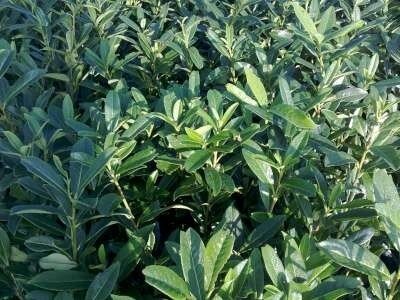 Prunus laurocerasus 'Caucasica', 10-20 P9, Laurierkers