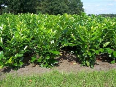 Prunus laurocerasus 'Novita', 10-20 P9, Laurierkers