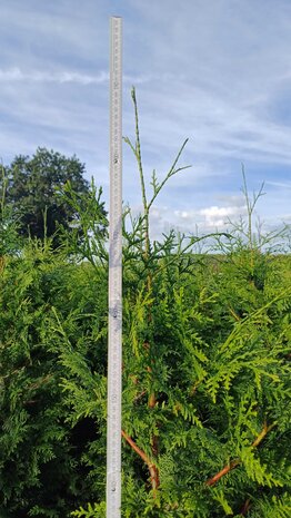 Thuja Atrovirens, 180-200 Kluit, Haagplant, Levensboom