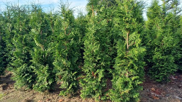Thuja Atrovirens, 180-200 Kluit, Haagplant, Levensboom