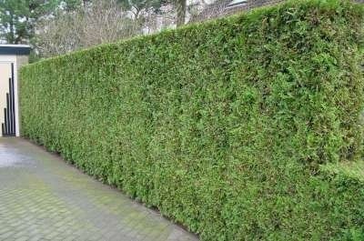 Thuja Atrovirens, 180-200 Kluit, Haagplant, Levensboom