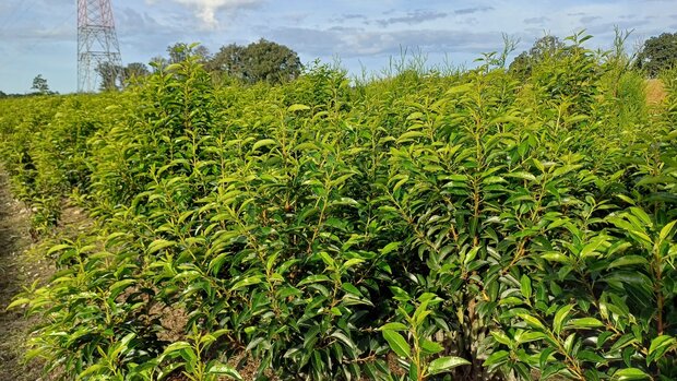 Prunus lus. 'Angustifolia', 80-100 Kluit, Portugese laurier