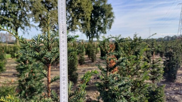 Taxus baccata, 80-100 kluit, Venijnboom