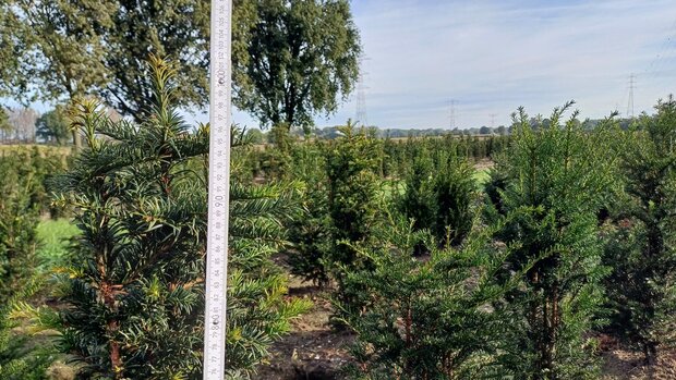 Taxus baccata, 80-100 kluit, Venijnboom