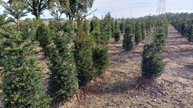 Taxus baccata, 80-100 kluit, Venijnboom
