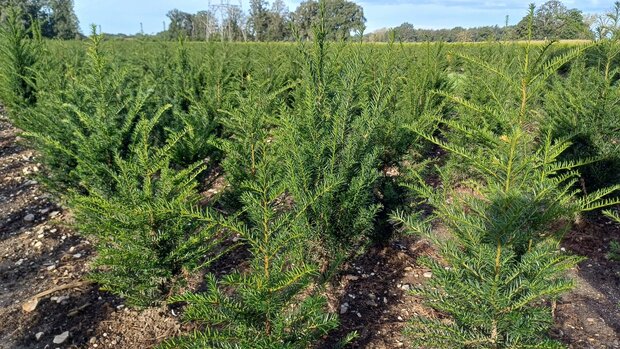 Taxus baccata, 80-100 kluit, Venijnboom