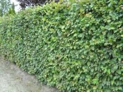 Fagus sylvatica, 100-125 pot, Gewone beuk