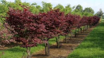 Acer palmatum 'Bloodgood', 125-150 Pot, meerstammig, Japanse esdoorn