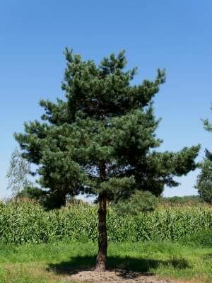 Pinus sylvestris, 18/20 draadkluit, Grove den
