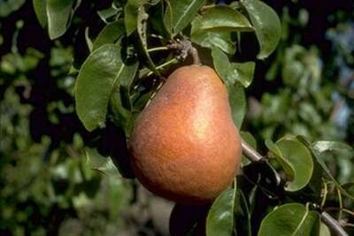 Pyrus communis 'Beurr&eacute; Hardy', 16/18 draadkluit, Peer