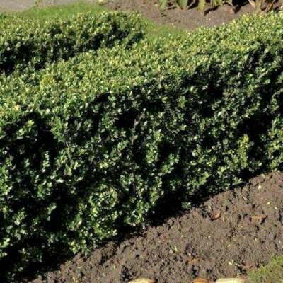 Ilex crenata 'Dark Green', 20-30 2L, Japanse hulst