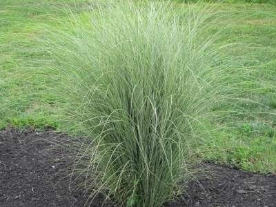 Miscanthus sinensis 'Morning Light', 80-100 3L, Prachtriet