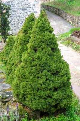 Picea glauca 'Conica', 60-70 5L, Witte spar