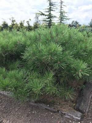 Pinus densiflora 'Umbraculifera', 25-30 5L, Japanse rode den