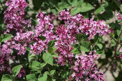 Syringa bloomerang 'Dark Purple', 60-80 10L, Gewone sering