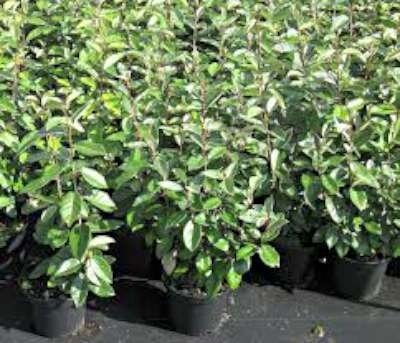 Elaeagnus ebbingei, 20-30 3L, Olijfwilg