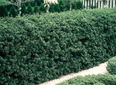 Ilex crenata 'Green Hedge', 20-40 3L, Japanse hulst