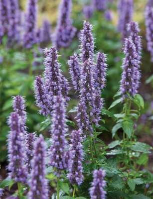 Borderpakket "Bees and Butterflies" voor 3m&sup2; - P9 (9x9cm)