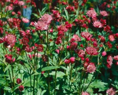 Astrantia major 'Claret', Zeeuws knoopje