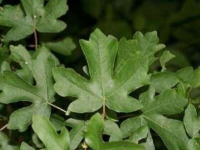 Acer campestre, Veldesdoorn, 1+2 200-250, bosplantgoed