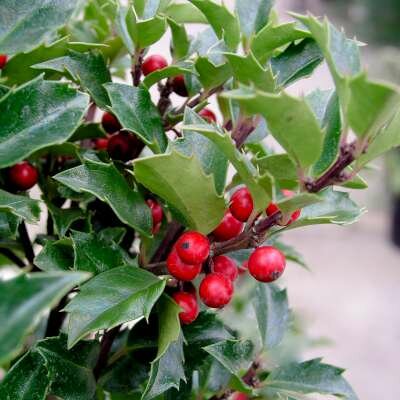 Ilex meserveae 'Blue Maid', 150-175 kluit, Blauwe hulst