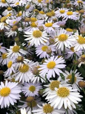 Borderpakket "Bright and White" voor 3m&sup2; - P9 (9x9cm)