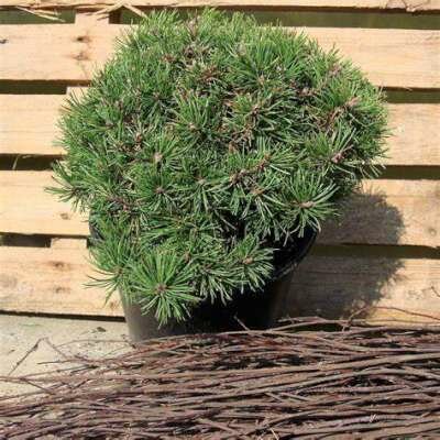 Pinus mugo 'Mops', 10-20 3L, Bergden