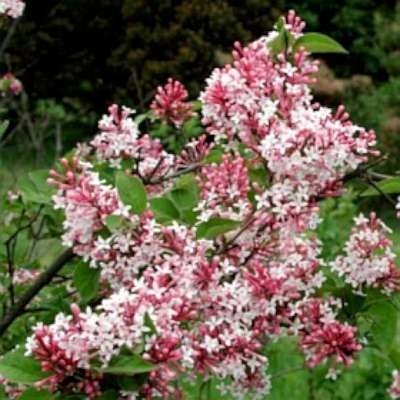 Syringa microphylla 'Superba', 60-80 3L, Sering