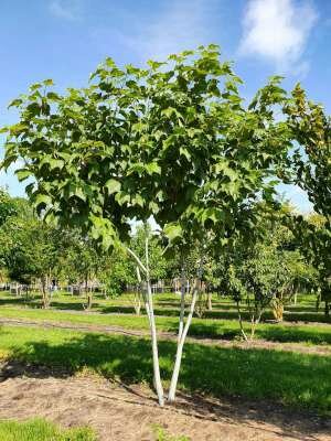 Acer davidii, 175-200 cm Pot, meerstammig