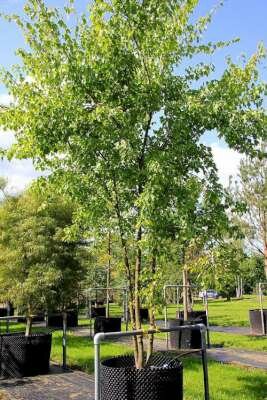 Acer buergerianum meerstammig, 400-450 Kluit, Drietandesdoorn (= trifidum)