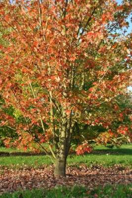 Acer freem. 'Autumn Blaze' meerstammig, 500/550 Kluit (= Jeffersred)