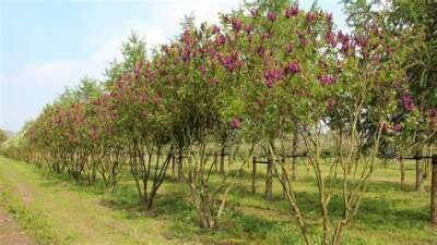 Syringa vulgaris 'Andenken an Ludwig Sp&auml;th', 200/250 Draadkluit, meerstammig, Sering