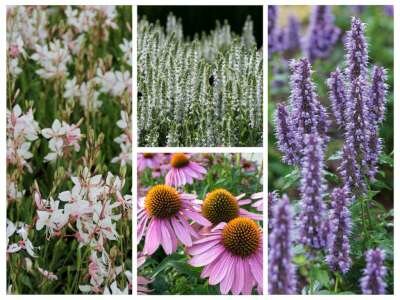 Borderpakket "Bees and Butterflies" voor 3m&sup2; - P9 (9x9cm)