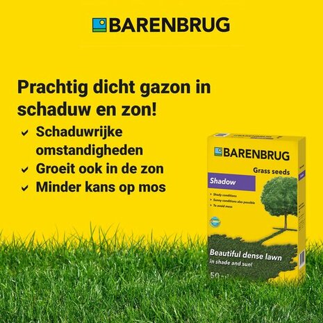 Barenbrug Shadow 