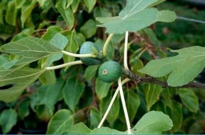 Ficus carica 'Brown Turkey', 40-50 pot, Vijg
