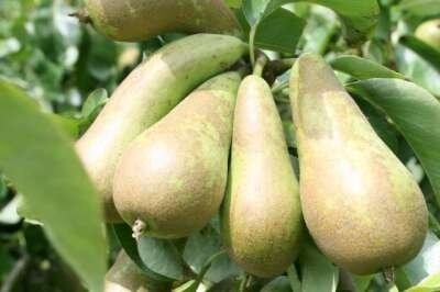 Pyrus 'Conf&eacute;rence', pot, HALFSTAM 