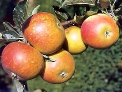 Malus 'Cox's Orange Pippin', pot, HALFSTAM