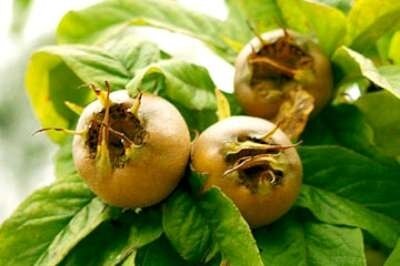 Mespilus germanica, pot, HOOGSTAM