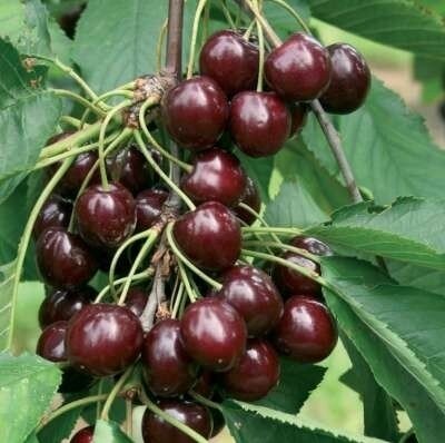 Prunus 'Sunburst', pot, HOOGSTAM