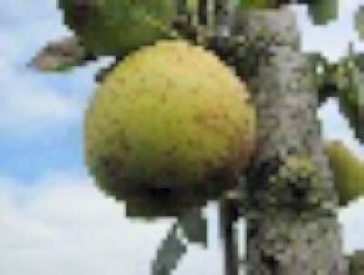 Pyrus 'Triomphe de Vienne', pot, HOOGSTAM